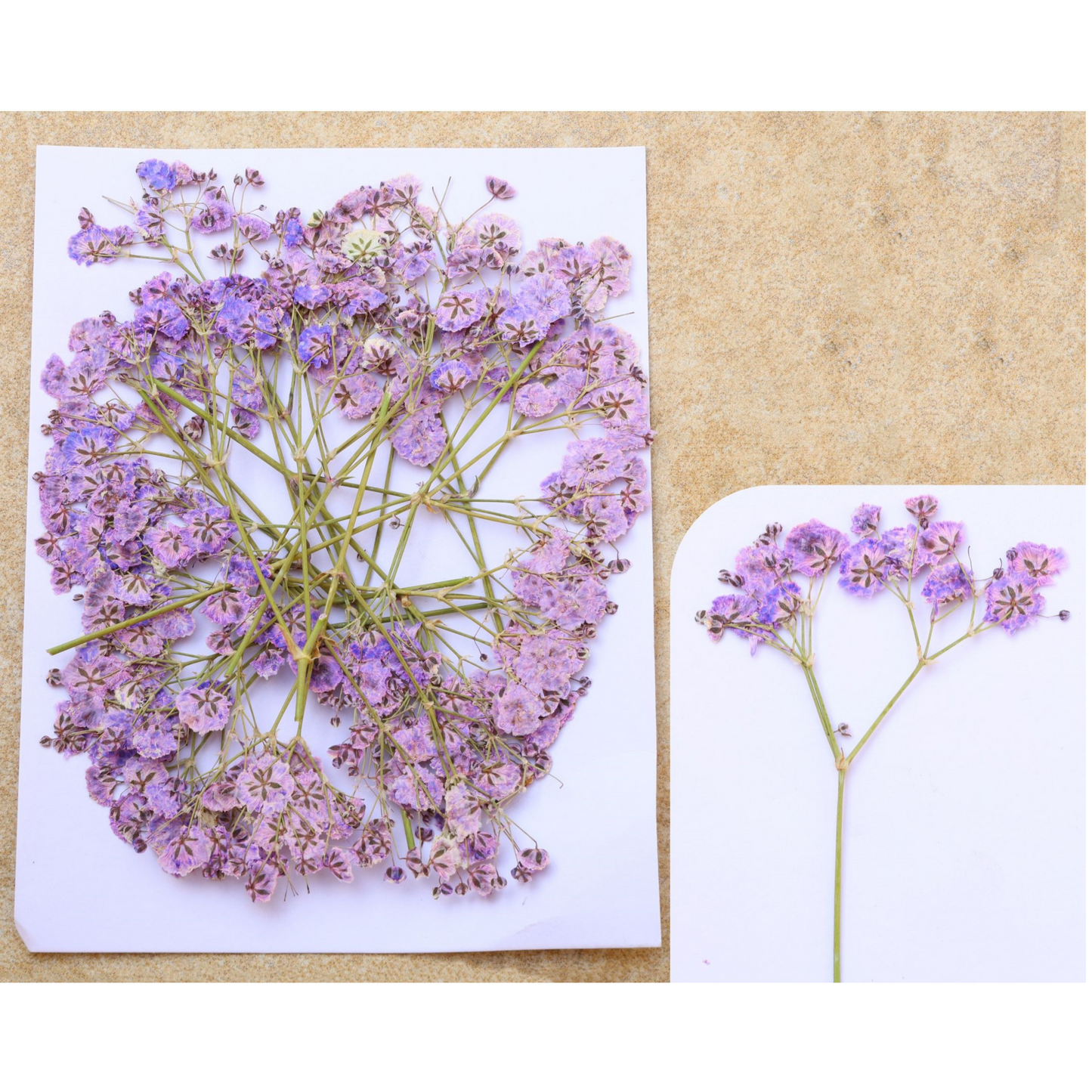 Baby Breath Pressed Flower's