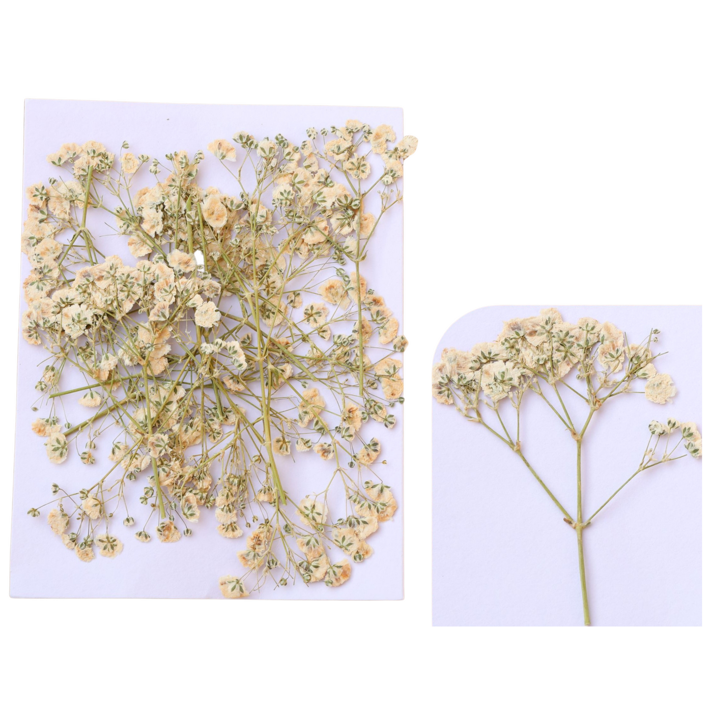 Baby Breath Pressed Flower's