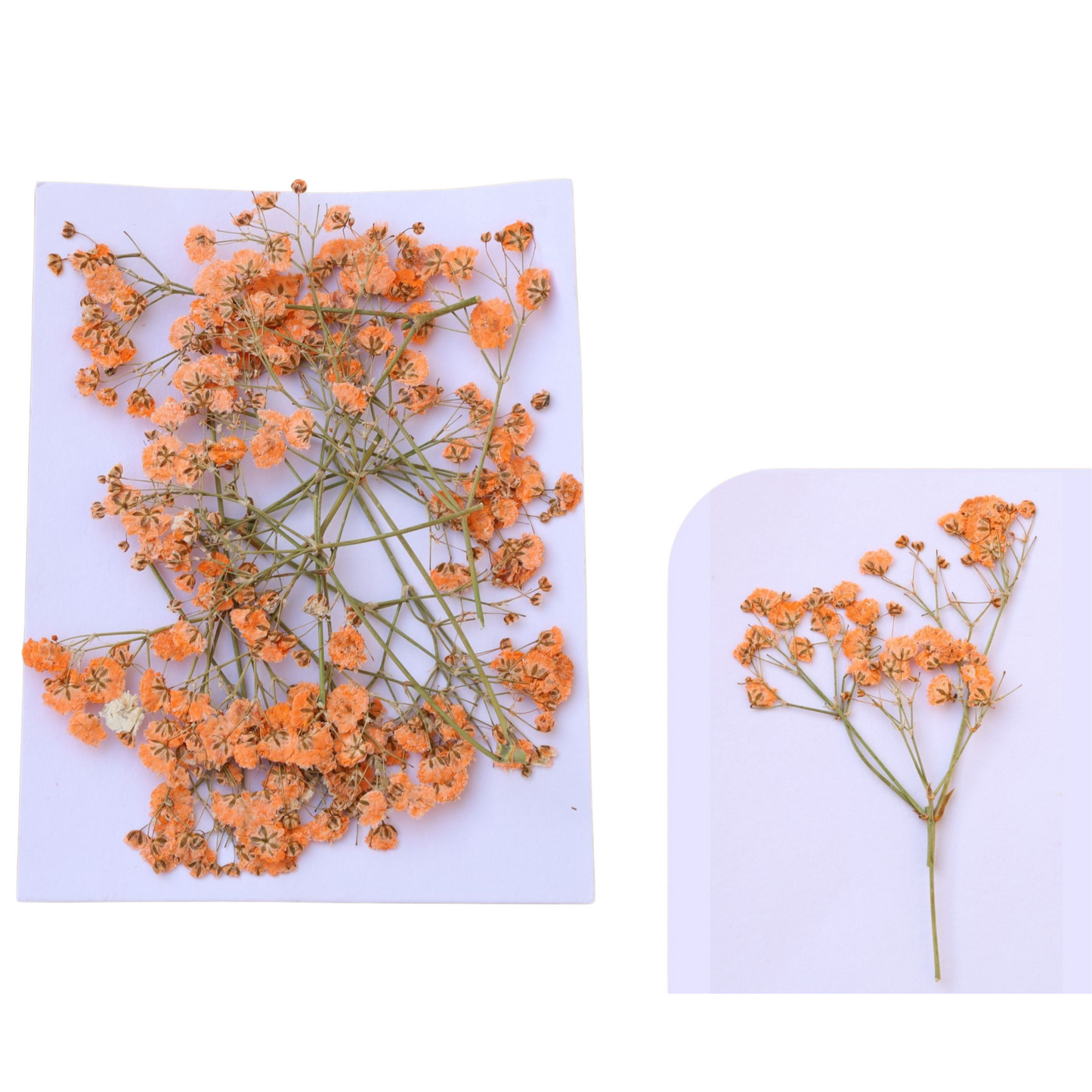 Baby Breath Pressed Flower's