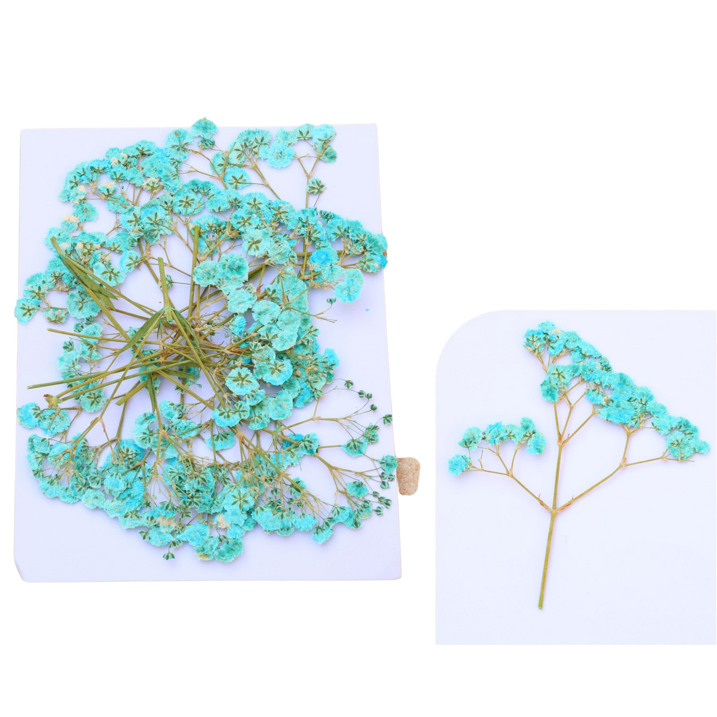 Baby Breath Pressed Flower's